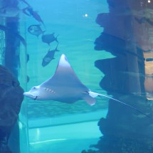 Huge ray (more than two meters wingspan) in the aquarium Aquadream in Casablanca's Morocco Mall which is supposed to be the largest mall in Africa